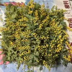 Item thumbnail for item 40a07ff9-6e42-4d88-bb3c-d307f573225c