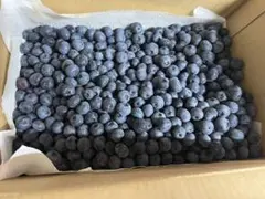 新鮮 ブルーベリー 500gのサムネイル