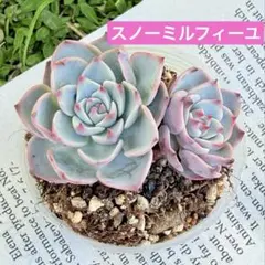 2026年最新】おらいさん苗 円の人気アイテム - メルカリ