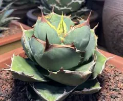 2026年最新】アガベ ジャガーノートの人気アイテム - メルカリ