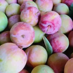 プラム 太陽 コンパクト なるべく赤いの 除草剤不使用のサムネイル