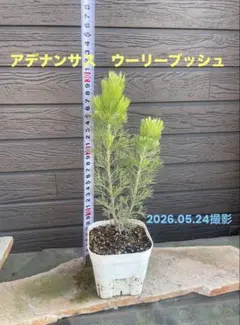 2026年最新】ウーリーブッシュの人気アイテム - メルカリ