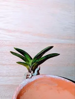 【♪残暑御見舞商品♪】富貴蘭　紫苑（最上木） ♪残暑御見舞商品♪】富貴蘭 ルビー根青海の白縞（若木割子） - メルカリ