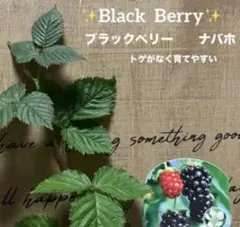 現品　再入荷✨人気　ブラックベリー　ナバホ　苗木✨可愛いリーフ