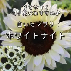 KAGEs様 リクエスト 3点 まとめ商品