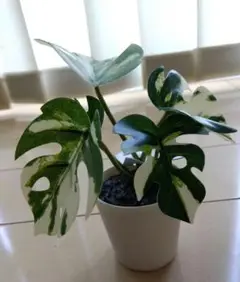 人工観葉植物