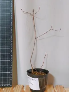 ジャンケンさま専用。山採りドウダンツツジ。 2025年最新】ドウダンツツジ 山採りの人気アイテム - メルカリ