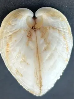 鵜の人、貝殻.貝標本 鵜の人様専用、貝殻.貝標本 【公式通販】