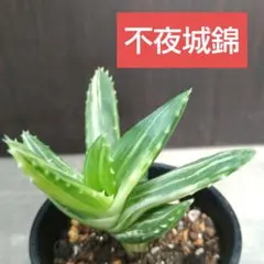 ②　不夜城錦　抜き苗発送　中のサムネイル