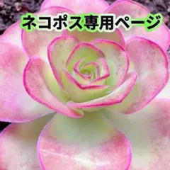 kamekichinosuke3様 リクエスト 5点 まとめ商品