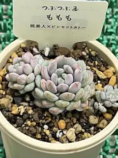 つぶつぶ屋さん　ももも　3苗　抜き苗　札なし