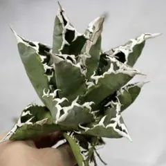 2026年最新】清櫻の人気アイテム - メルカリ