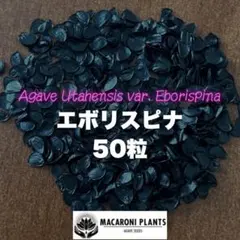 2026年最新】エボリスピナ の人気アイテム - メルカリ