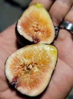 イケウチ様 リクエスト 4点 まとめ商品