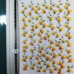 メラスフェルラ　 NO34 2025年 つぼみ付き 押し花 押し花素材