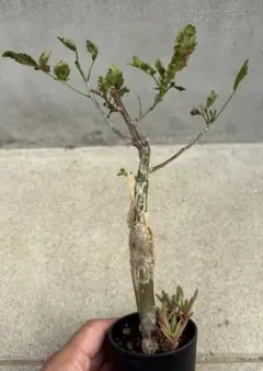 高品質】 極上株 サルコカウロン カンデボエンシス - メルカリ