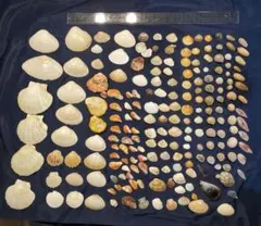 貝殻セット 約200個