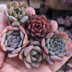 yumitan14様 リクエスト 2点 まとめ商品