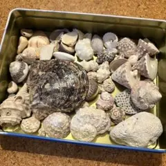 【1月末まで】貝殻セット 工作素材