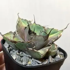 アガベ 黒豹　親株出品　現物出品 2025年最新】アガベ 黒豹の人気アイテム - メルカリ