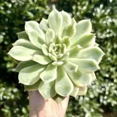 エリカ錦　大苗　斑入り　多肉植物 エケベリア