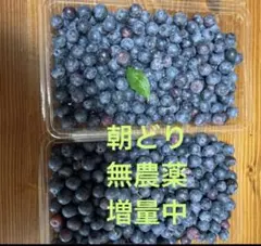 8月６日　早朝収穫、発送　ブルーベリーのサムネイル