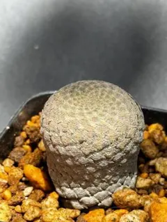 ピスキデルミス ユーフォルビアのサムネイル
