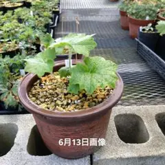 山野草 ホテイ アツモリソウ 濃色厚岸の自然実生6年生6号鉢植え 