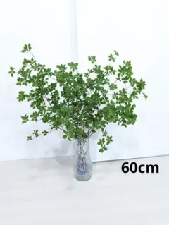 ドウダンツツジ60cm　g10のサムネイル