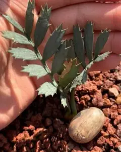 Z534多肉植物 エンセファラルトス ホリダス 種子1つ 新鮮な種 - メルカリ