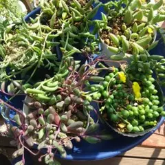 グリーン 三日月 アーモンド ドルフィン ルビーネックレス系５種類メルカリ便発送