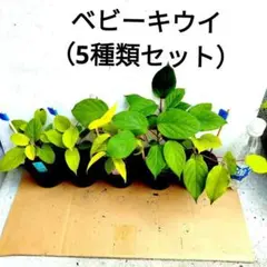 じゅんじゅん様 リクエスト 2点 まとめ商品