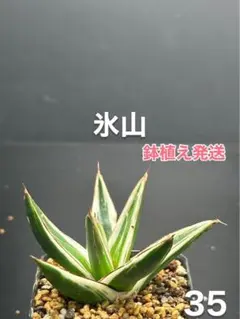 2025年最新】アガベ 笹の雪 氷山の人気アイテム - メルカリ