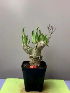 2025年最新】万物想の人気アイテム - メルカリ