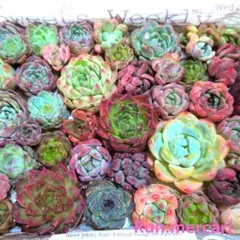 78多肉植物エケベリアMIX✦寄植えパック♪✦のサムネイル