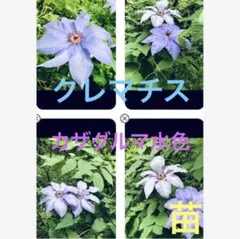 クレマチス 抜き苗 第4種発送 - メルカリ