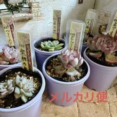 【メルカリ便発送】②ミックスベリア 6種セット　札なし　多肉植物　おらいさん苗