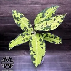 s*i様 アグラオネマ ピクタム 芋④(MB-2022/TSR/GRY) - メルカリ