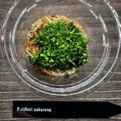 【激レア】P. ridleyi Pakarangリドレイパカラン 前葉体 XL③