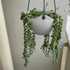 グリーンネックレス　ロング　多肉植物　カット苗　寄せ植えのサムネイル