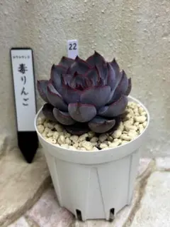 2026年最新】毒リンゴ 多肉の人気アイテム - メルカリ