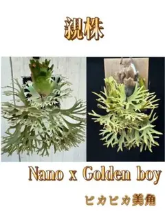 2025年最新】willinckii nanoの人気アイテム - メルカリ