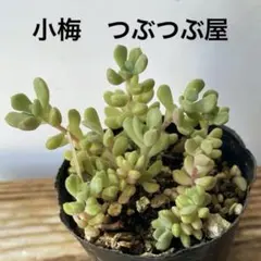 2026年最新】つぶつぶ屋 小梅の人気アイテム - メルカリ