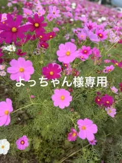 よっちゃん様専用