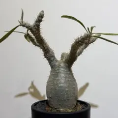 2026年最新】実生 多肉植物の人気アイテム - メルカリ