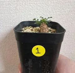 2026年最新】オペルクリカリア デカリーの人気アイテム - メルカリ