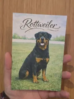 Item thumbnail for item 1d7b74a3-a8ea-4e9e-8b43-81e33cbeaad4