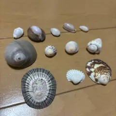 貝殻 12個セット　珍しい貝殻沢山