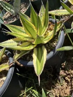 アガベ ロファンサ 五色万代 クアドリカラー 子株 多肉植物 - メルカリ