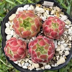 センペルビウム ルビーハート【抜き苗】多肉植物 - メルカリ